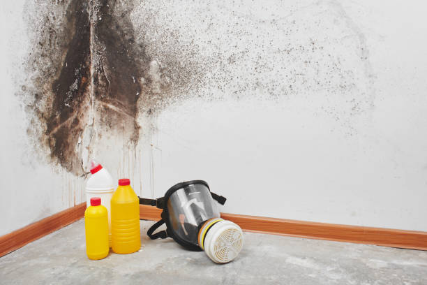 Best Attic Mold Remediation in Hoover, AL