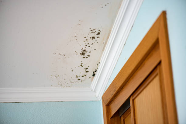 Hoover, AL Mold Remediation Company