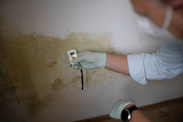 Best Residential Mold Remediation in Hoover, AL
