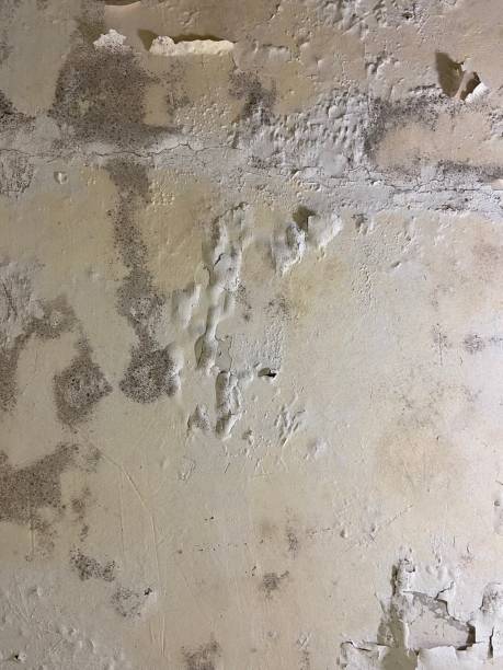 Best DIY Mold Remediation Support Services in Hoover, AL